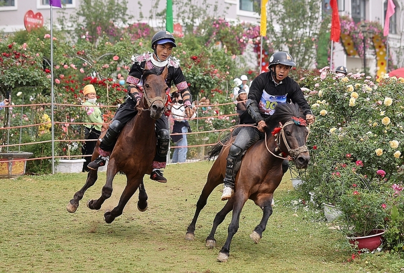 nhung chien ma tay bac tung vo giua ngop ngoi hoa hong tai mua giai vo ngua tren may