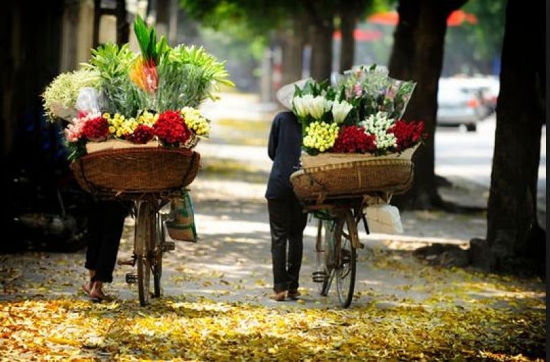 Hà Nội - những mùa hoa gây nhớ | Văn hóa