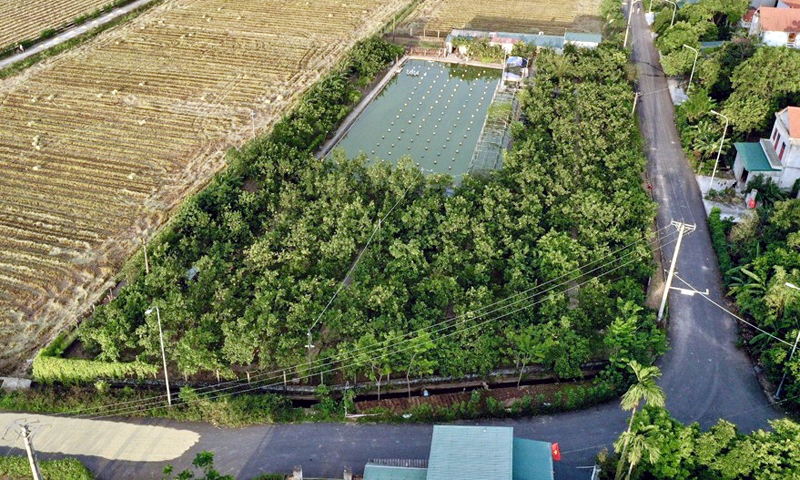 Hoa Lư (Ninh Bình): Nguyên Bí thư xã tự ý chuyển đổi hàng nghìn m2 đất lúa và xây dựng công trình trái phép