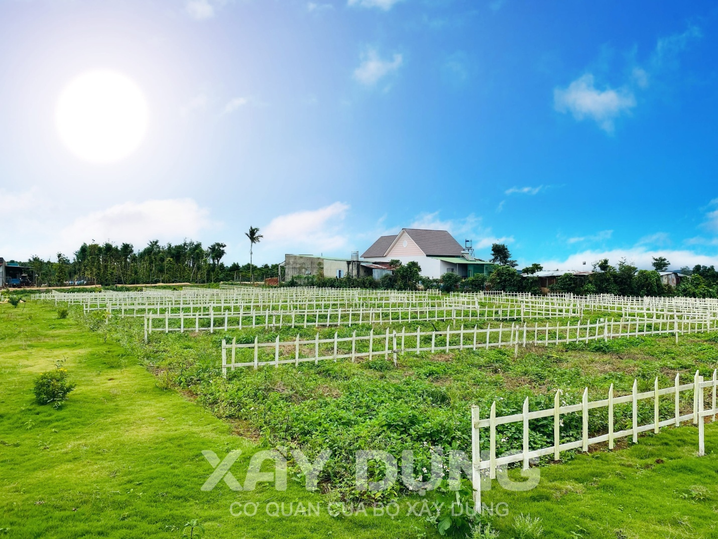 lam dong nong tinh trang banh ve phan lo ban nen o bao loc bao lam