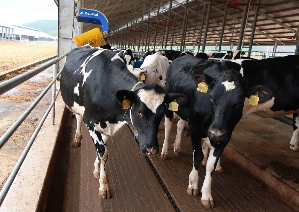 Đàn bò sữa hơn 2.100 con được Vinamilk nhập về từ Mỹ có gì đặc biệt?