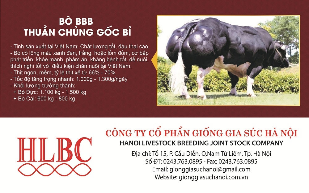 Dự án giống bò thịt 3B của Công ty Giống gia súc Hà Nội mang lại hiểu quả kinh tế cao