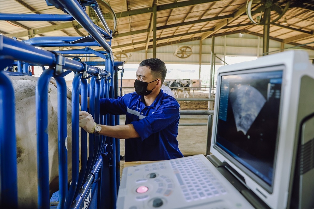 TH true MILK tiên phong sản xuất phôi trong ống nghiệm cho bò sữa tại Việt Nam