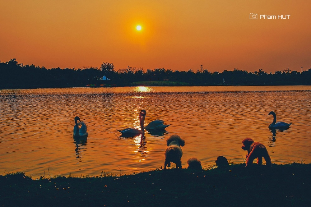 thien nga vit troi lam to trong khu do thi