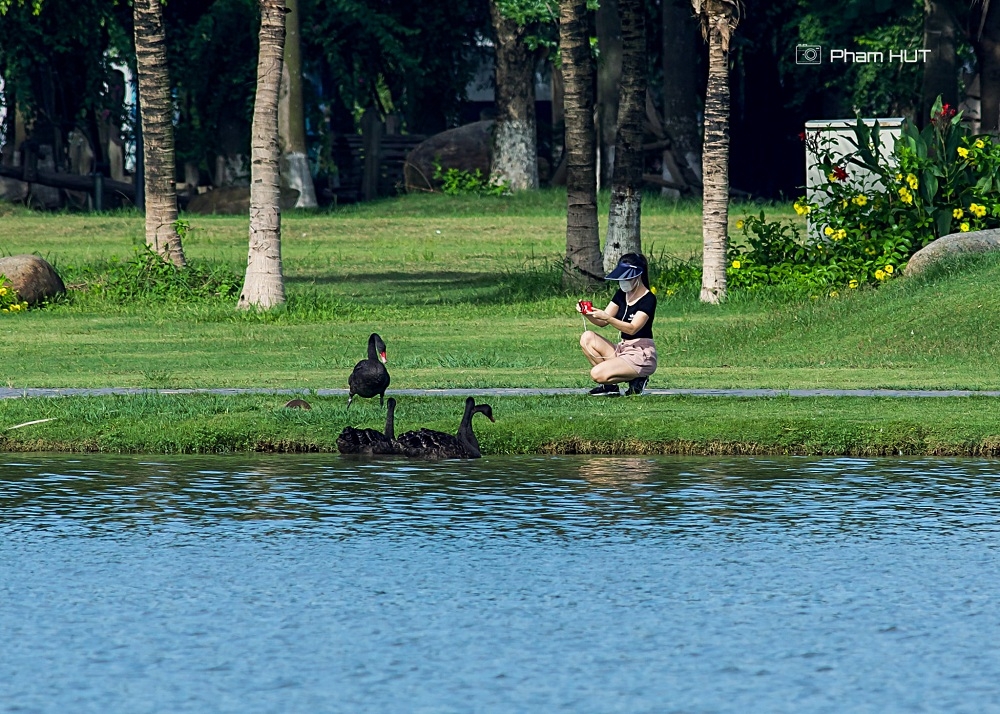 thien nga vit troi lam to trong khu do thi