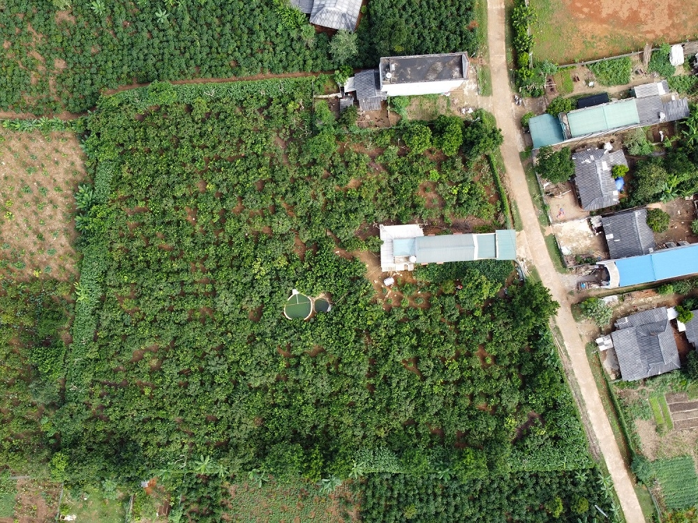 Lạc lối giữa vườn cam 300 ha cung ứng cho Nhà máy chế biến hoa quả ở Sơn La