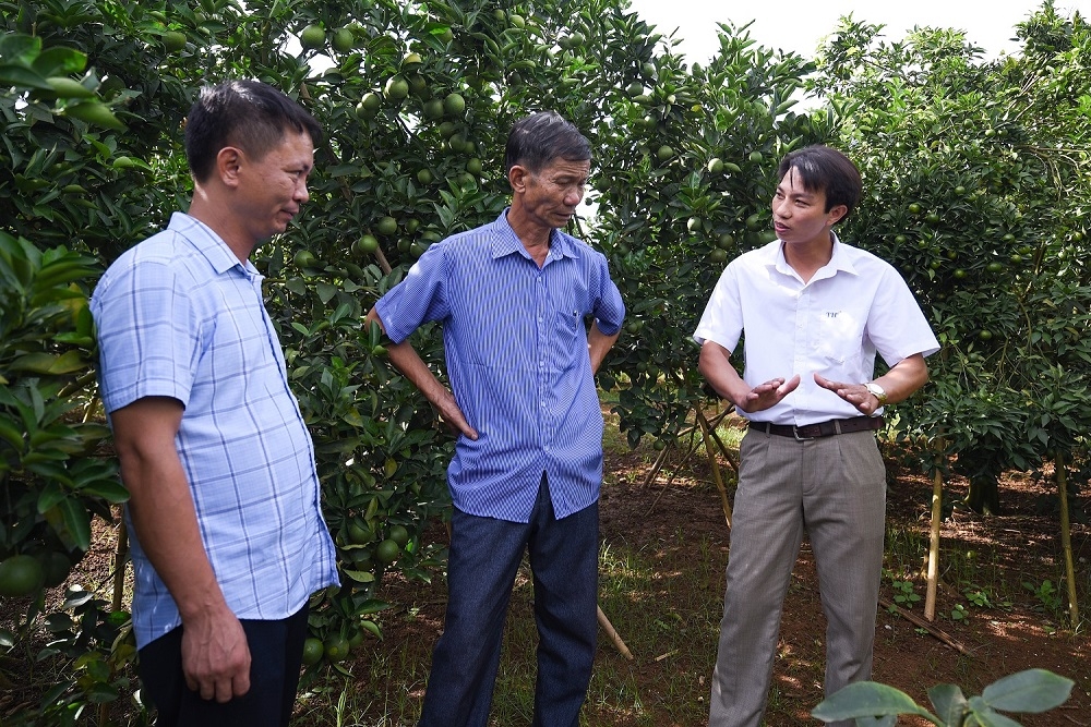 Lạc lối giữa vườn cam 300 ha cung ứng cho Nhà máy chế biến hoa quả ở Sơn La