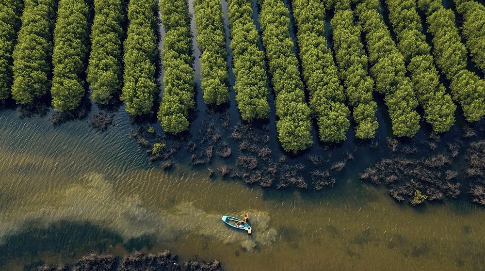 Hình ảnh minh họa rừng ngập mặn tại dự án Dragon Ocean Đồ Sơn.