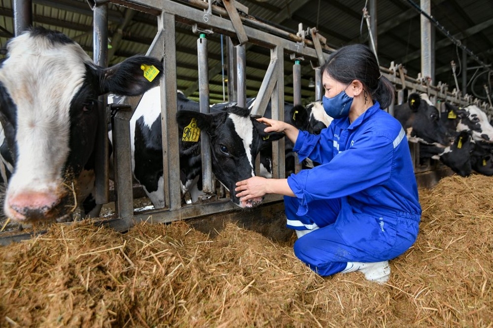 Trang trại TH tại Phú Yên đón đàn bò sữa cao sản thuần chủng đầu tiên