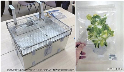 Japan Aerospace Exploration Agency and others succeed in grwoing vegetable in Space