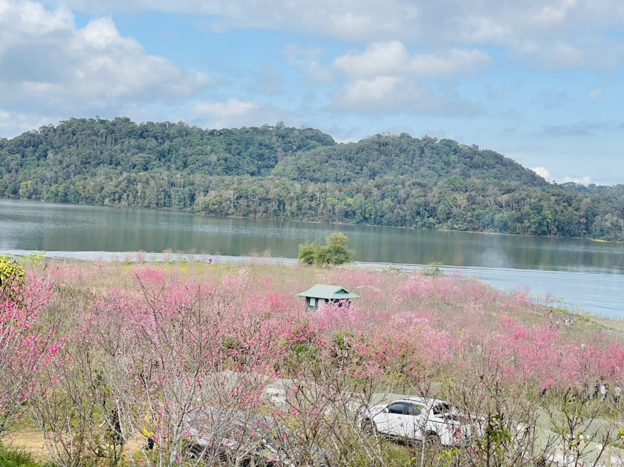 Điện Biên: Hoa anh đào nở rộ giữa lòng hồ Pá Khoang