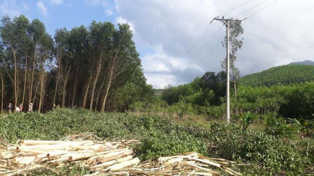 Thừa Thiên - Huế: Khai thác gỗ rừng gây mất an toàn lưới điện cao áp