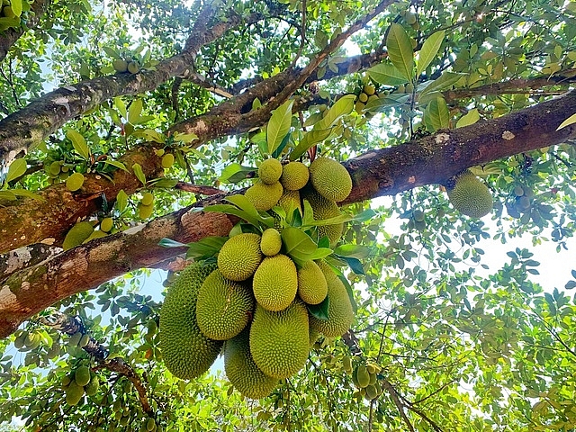 trang trai rong 15 ha tran ngap rau trai sach cua nu giang vien o sai gon