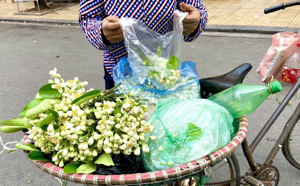 Hà Nội: Người dân chọn mua hoa bưởi dịp Rằm tháng Giêng