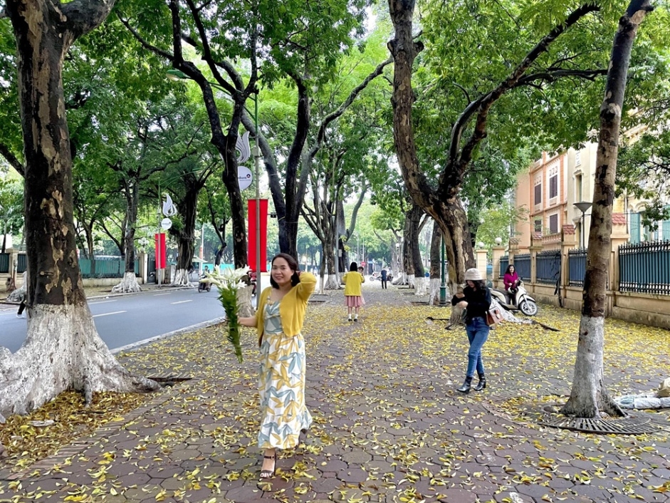 Hà Nội: Con đường Phan Đình Phùng phủ sắc vàng lá sấu rụng sau cơn mưa