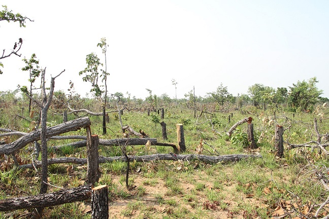 Yêu cầu quy trách nhiệm cho tổ chức, cá nhân để mất gần 400ha rừng tự nhiên tại Đắk Lắk 