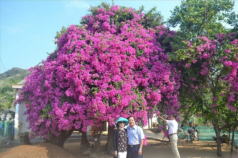 nhung loai cay tuyet voi giup ha nhiet can phong nhung ngay he oi buc