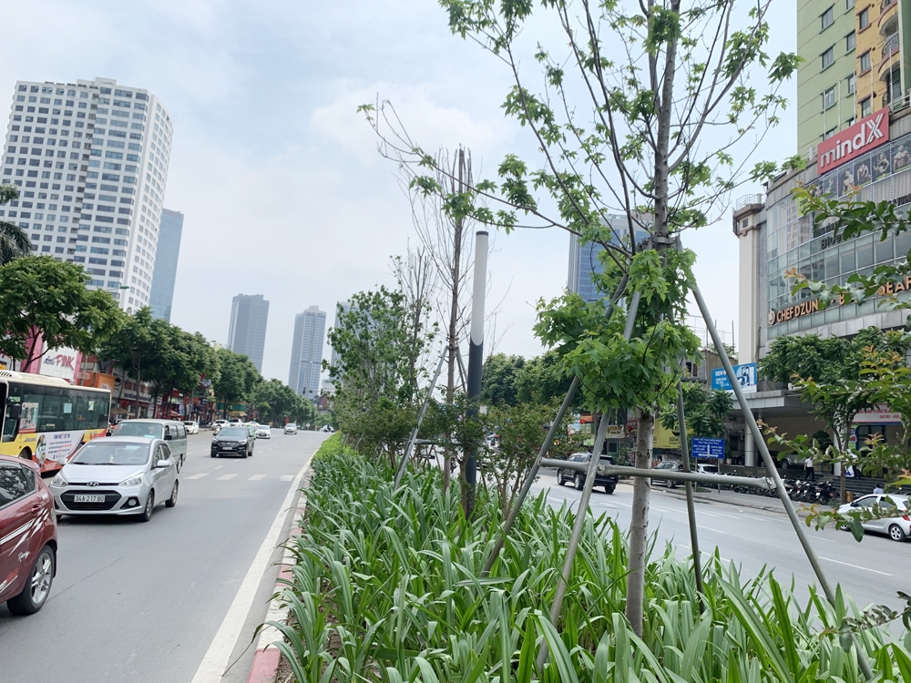 Hà Nội: Sắp thay thế hàng cây phong lá đỏ tại tuyến đường Nguyễn Chí Thanh – Trần Duy Hưng