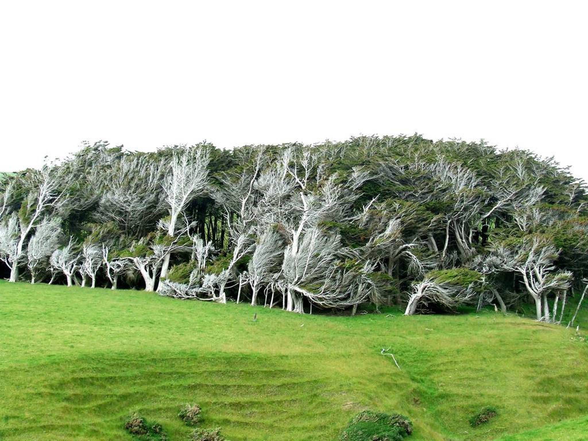 New tree. Слоуп Пойнт новая Зеландия. Гнутые деревья на слоуп Пойнт - новая Зеландия. Мыс slope point, новая Зеландия. Наклонный лес в новой Зеландии.