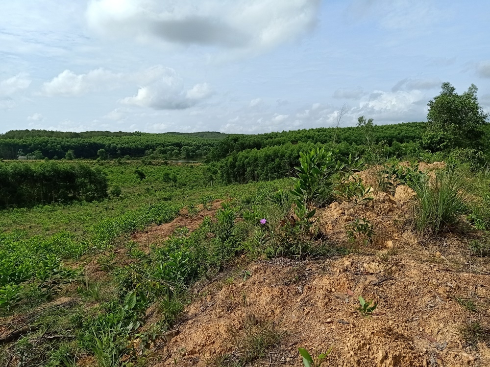 Quảng Trị: Hàng trăm ha đất rừng thu hồi đang có nguy cơ bị lãng phí