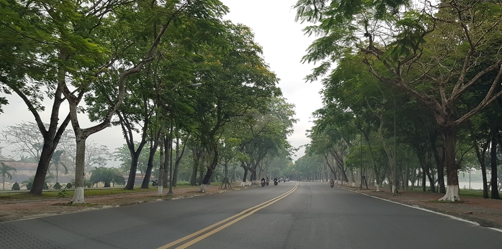 Thừa Thiên - Huế: Kiểm tra, xử lý cây xanh đô thị có nguy cơ gây mất an toàn