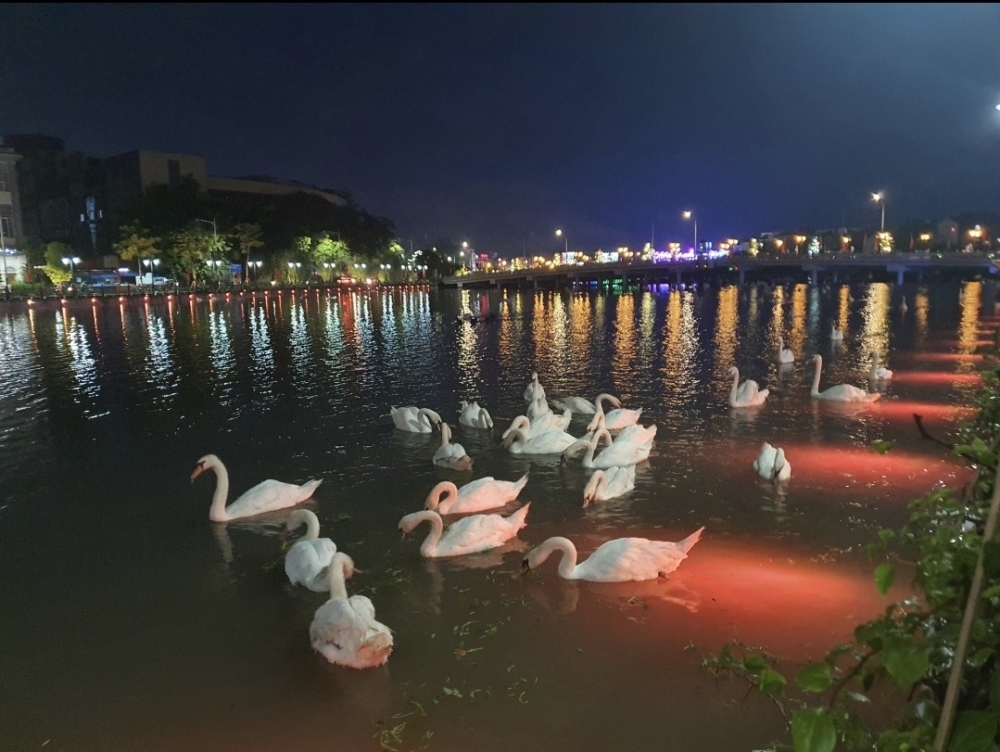 Hồng Bàng (Hải Phòng): Những con thiên nga trên dòng sông Tam Bạc hiện giờ ra sao?