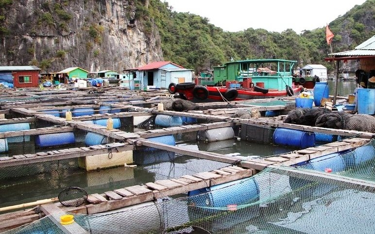 Hải Phòng: Hỗ trợ tháo dỡ cơ sở nuôi trồng thủy sản trên các vịnh thuộc quần đảo Cát Bà