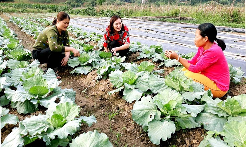 Vĩnh Phúc: Phụ nữ Tam Dương chung sức xây dựng nông thôn mới