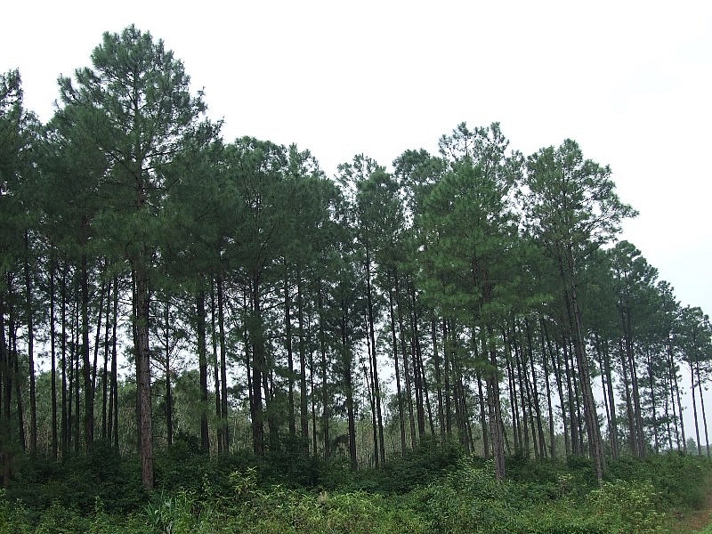 Quảng Trị: Diện tích rừng có chứng chỉ FSC tăng 144%