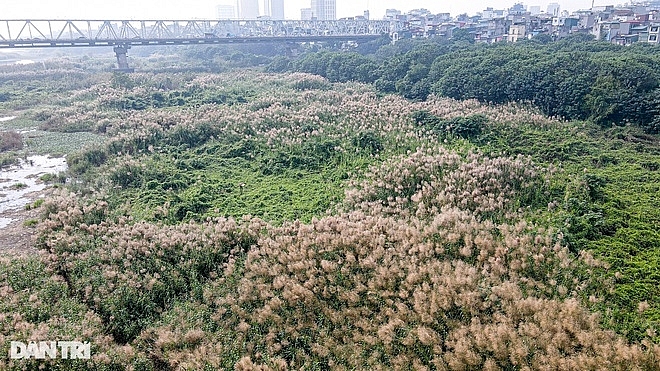 ngat ngay canh dong co lau ben cay cau tram tuoi long bien