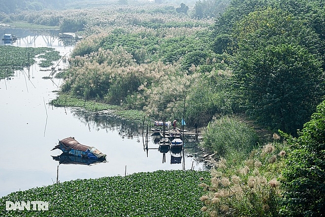 ngat ngay canh dong co lau ben cay cau tram tuoi long bien