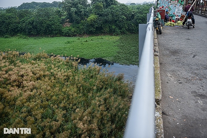 ngat ngay canh dong co lau ben cay cau tram tuoi long bien