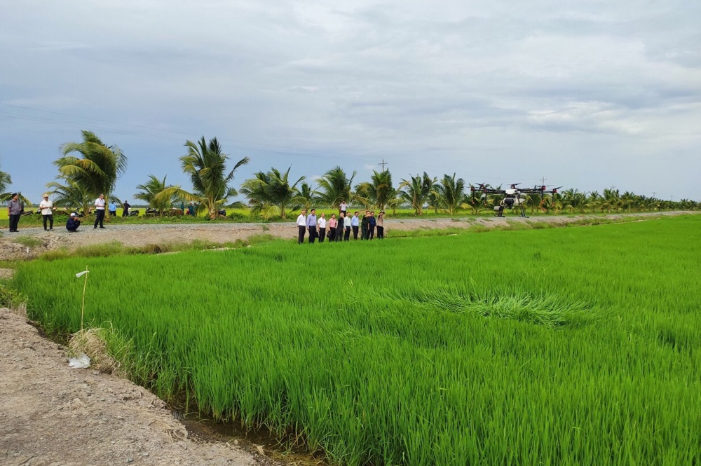 Gieo trồng thử nghiệm thành công giống lúa ST25 - gạo đoạt giải ngon nhất thế giới