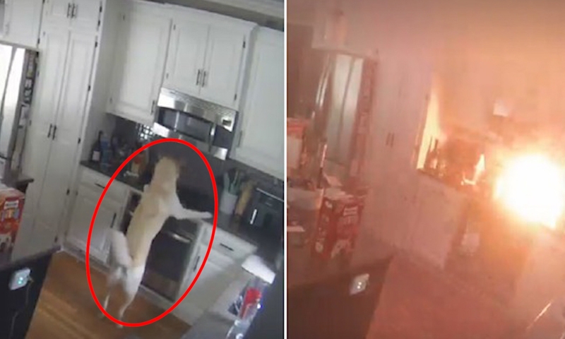 Chú chó ở Mỹ bật bếp lửa, gây cháy nhà