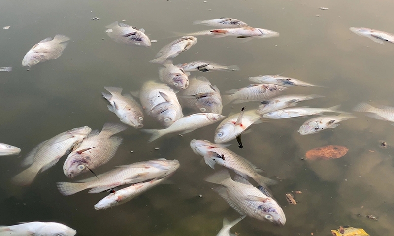 Cá chết nổi trắng góc hồ Linh Đàm