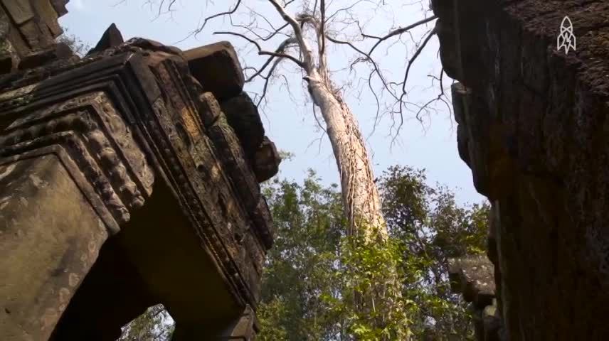 Ngôi đền bị cây nuốt trọn ở Campuchia